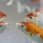 ［６］水族館の錦鯉