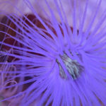 ［６］色カブリが名物のアクアパーク品川の水槽！？