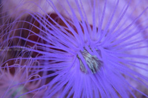 ［６］色カブリが名物のアクアパーク品川の水槽！？