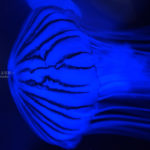 【プロのカメラマン直伝】水族館のクラゲをかっこ良く撮る方法