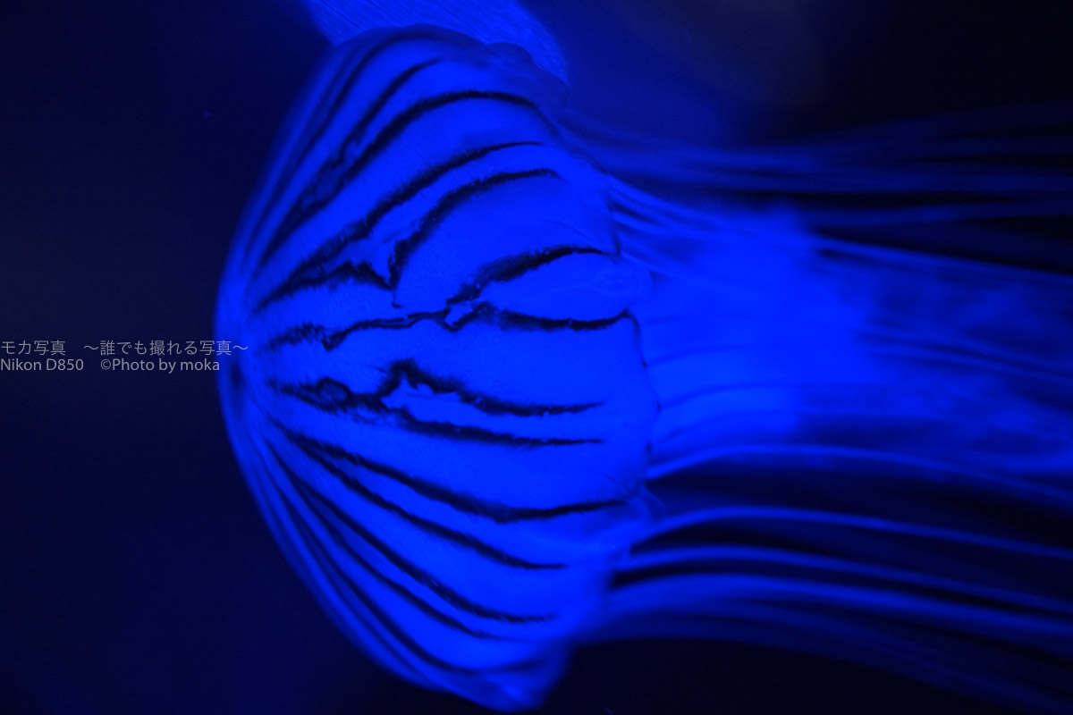 【プロのカメラマン直伝】水族館のクラゲをかっこ良く撮る方法
