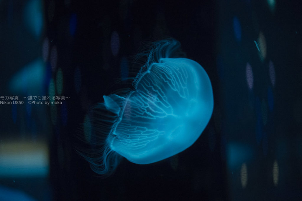 ［６］水族館で未知との遭遇！？