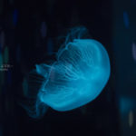 ［６］水族館で未知との遭遇！？