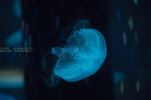 ［６］水族館で未知との遭遇！？