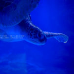 ［６］水族館で楽しむ、青い青い海の世界へ！！