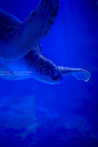 ［６］水族館で楽しむ、青い青い海の世界へ！！
