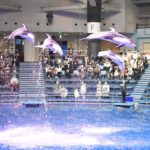 ［６］ジャンプ一番、イルカのジャンプ！！