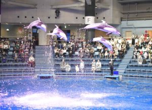 ［６］ジャンプ一番、イルカのジャンプ！！