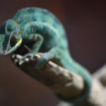 ［６］カメレオンとイグアナとの出会い！？