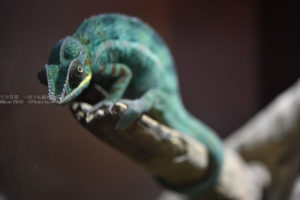 ［６］カメレオンとイグアナとの出会い！？