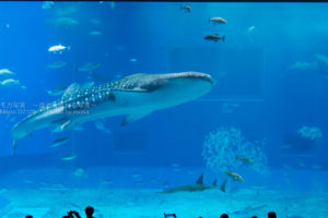 ［６］今年の夏休みも行き先は「美ら海」かな♪