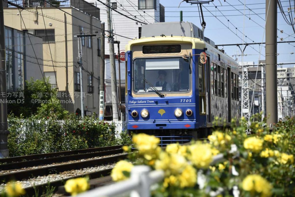 ［６］都電荒川線と春の薔薇