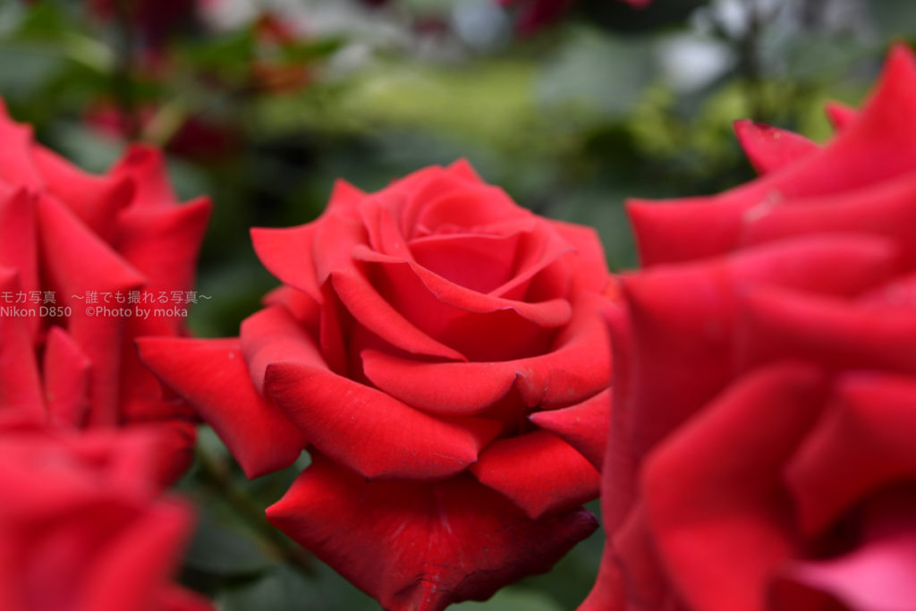 ［６］春の薔薇の香りに誘われての撮影