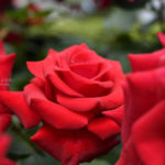 ［６］春の薔薇の香りに誘われての撮影