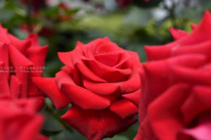 ［６］春の薔薇の香りに誘われての撮影