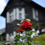 ［６］旧古河庭園の洋館と薔薇の花の相性は抜群！！