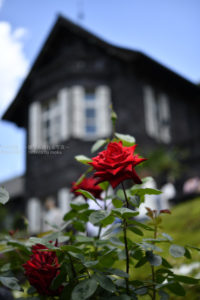 ［６］旧古河庭園の洋館と薔薇の花の相性は抜群！！