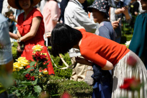 ［６］旧古河庭園の薔薇の花とカメラ女子