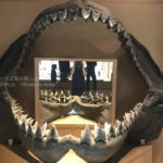 ［６］博物館で出会ったメガロドンというサメの衝撃！？