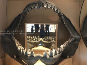 ［６］博物館で出会ったメガロドンというサメの衝撃！？