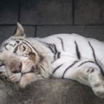 ［６］ホワイトタイガーのお昼寝時間