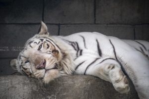 ［６］ホワイトタイガーのお昼寝時間