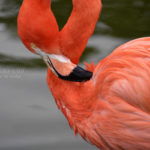 ［６］動物園の集合場所はフラミンゴの前で！！
