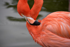［６］動物園の集合場所はフラミンゴの前で！！