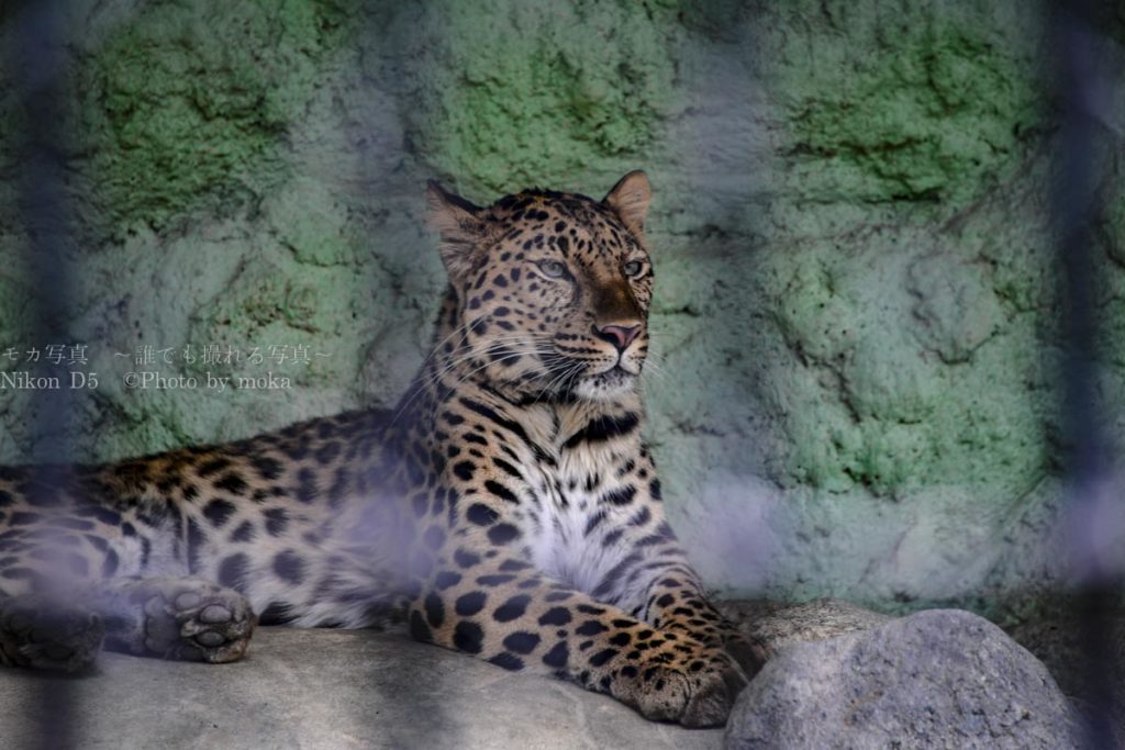 ［６］絶滅が危惧されているアムールヒョウ