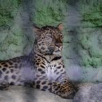 ［６］絶滅が危惧されているアムールヒョウ