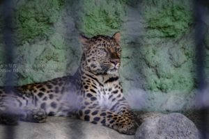 ［６］絶滅が危惧されているアムールヒョウ