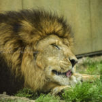 ［６］百獣の王、ライオンのリッラクスタイム！