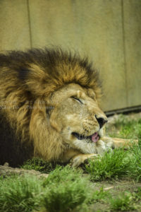 ［６］百獣の王、ライオンのリッラクスタイム！
