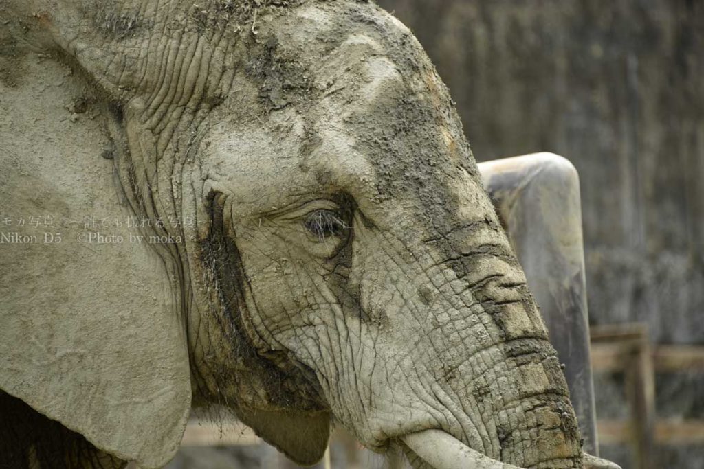 ［６］象さんのモグモグタイム！！
