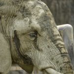 ［６］象さんのモグモグタイム！！