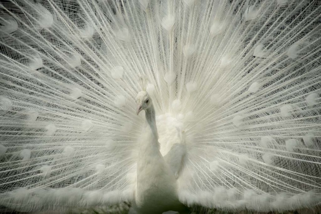 ［６］東武動物公園で神聖なシロクジャクに遭遇！！