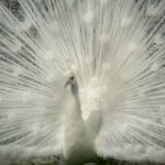 ［６］東武動物公園で神聖なシロクジャクに遭遇！！