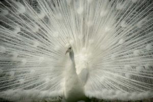 ［６］東武動物公園で神聖なシロクジャクに遭遇！！