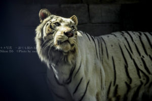 【希少種のホワイトタイガー】東武動物公園に会いにこう