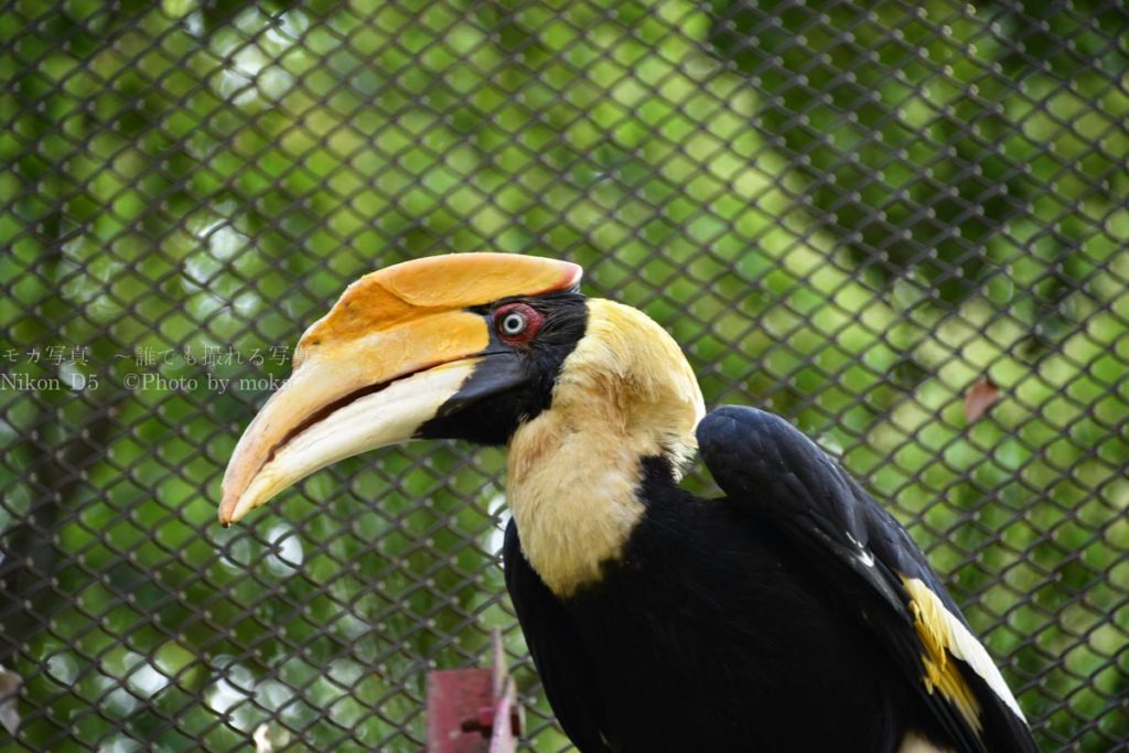 ［６］動物園の写真撮影で、檻や網を消す方法！！