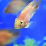 ［６］ギョロ目からシャクレまで、表情豊かな魚立ち！