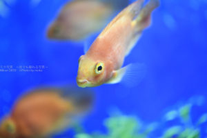 ［６］ギョロ目からシャクレまで、表情豊かな魚立ち！