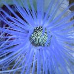 ［６］maxellアクアパーク品川でイソギンチャクを撮る！！