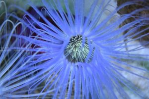 ［６］maxellアクアパーク品川でイソギンチャクを撮る！！