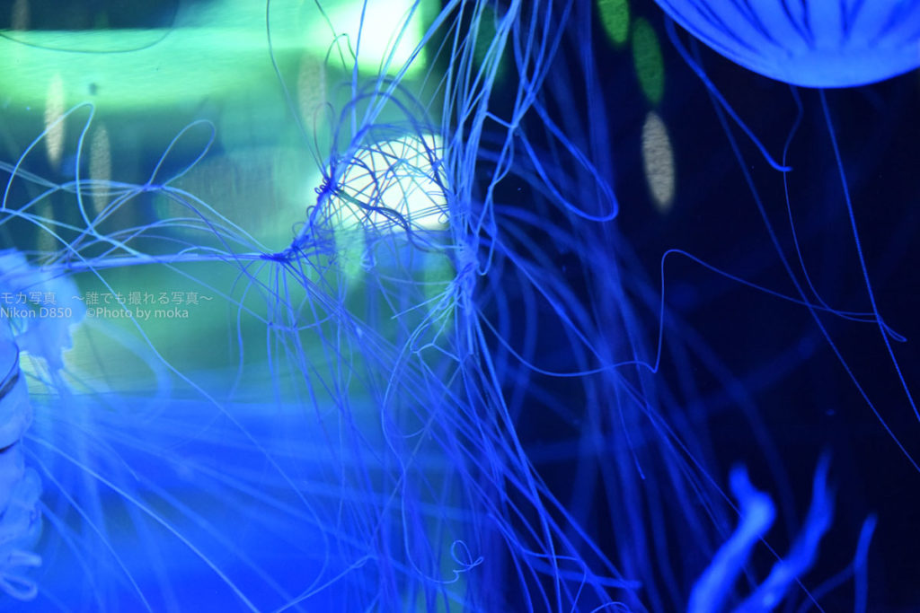 ［６］maxellアクアパーク品川でクラゲの姿を写真に撮る！！