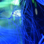 ［６］maxellアクアパーク品川でクラゲの姿を写真に撮る！！