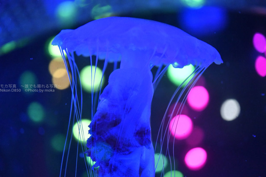 ［６］怪しげに泳ぐクラゲの姿をポップにデコレーション