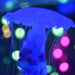 ［６］怪しげに泳ぐクラゲの姿をポップにデコレーション