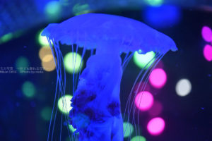 ［６］怪しげに泳ぐクラゲの姿をポップにデコレーション