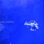 ［６］スポットライトで照らされた水槽の中の魚たち